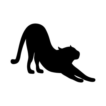 Silhouette of cat that arches its back. Black silhouette of tigress, cougar, panther. Stock vector illustration isolated on white background. Cat is stretched. Silhouette of cheetah, leopard, lioness.