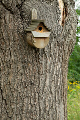 Rustic Birdbox Attached to Gnarly Old Tree (Upright)