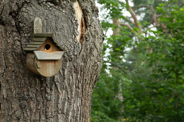 Rustic Birdbox Attached to Gnarly Old Tree (Landscape)