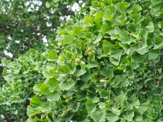 若い銀杏の実