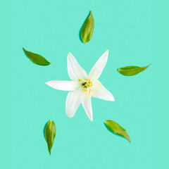 White lily flower and green leaves on a pastel mint background. Flat lay, top view.