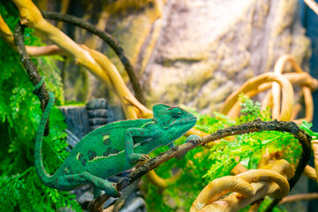 Young green chameleon on a branch. Cute pet. Protective coloring of the animal.