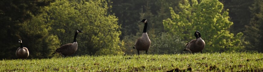 Geese in a field in spring, Sainte-Apolline, Québec, Canada