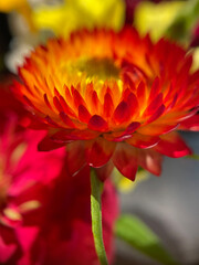 Dramatic and colorful red, orange, and yellow strawflower glowing in the light