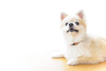 リラックスする犬