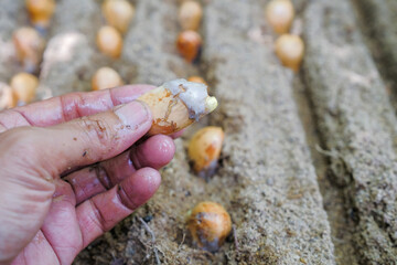 Seeds of durian, a famous fruit in South East Asia. A strong smell of fruits, that not everybody can handle.