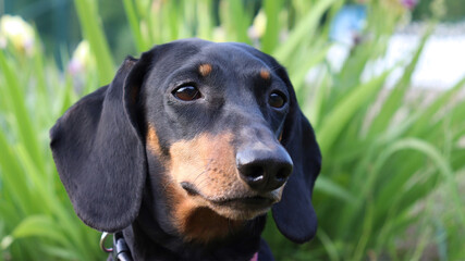 portrait of a dachshund dog on the grass