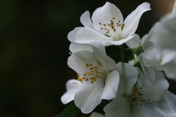 Fototapeta na wymiar Closeup view of beautiful blooming white jasmine shrub outdoors. Space for text