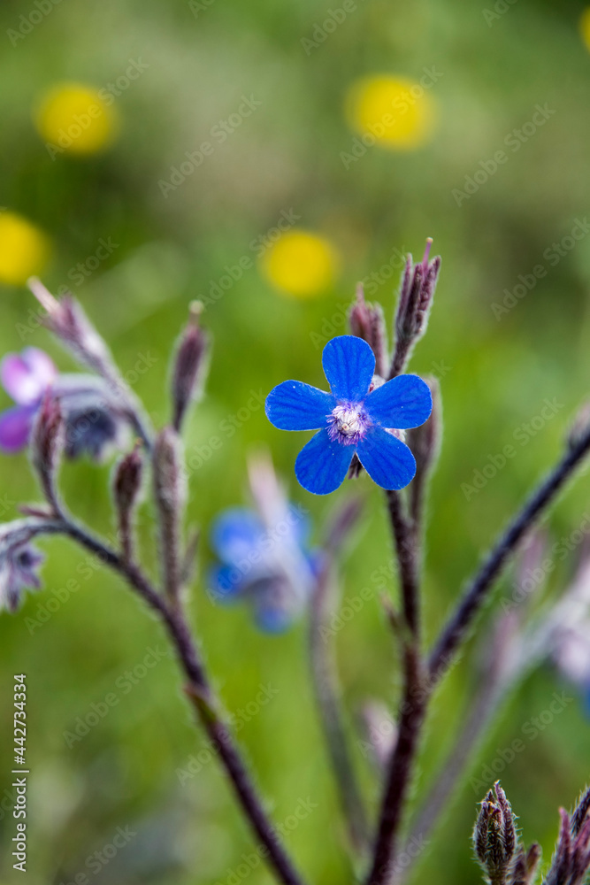 Sticker The sky blue flowers of Anchusa azurea