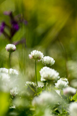 The wild plant Trifolium nigrescens on Crete