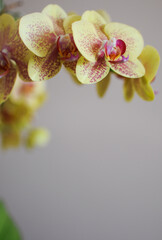 Branch with blooming flowers of yellow orchid phalaenopsis at home. Copy space