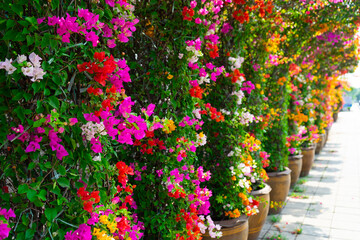 Beautiful Bougainvillea flower blooming over the arched along the road.Gardening landscape for public street with walkway and sunlight background.