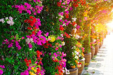 asphalt, auto, automobile, background, beautiful, blue, car, city, day, destination, drive, forest, green, highway, journey, landscape, light, living, motion, mountain, nature, outdoor, path, road, sa