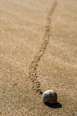 Fototapeta na wymiar Snail in the sand