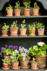 Selection of  primroses or auriculas