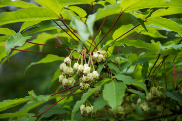 Acer mandshuricum, a rare maple