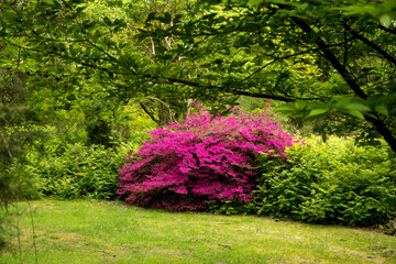 Flowering Rhododendron