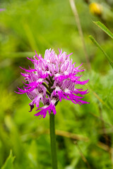 Orchis italica