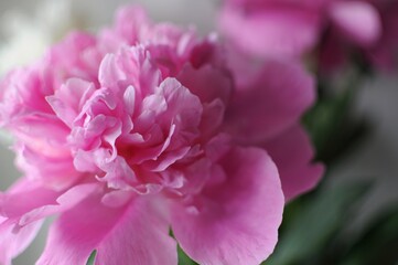 Blooming flourished flower postcard. Beautiful pink bloom peony with copyspace.