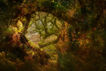 magic forest - Zauberwald 