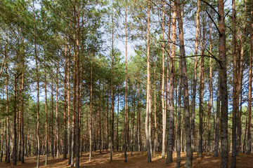 Autumnal pine forest landscape. Woodland thicket. Coniferous forest.