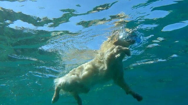 Golden retriever removes a plastic bottle floating on the surface of the water (underwater view). The dog swims on the surface of the water. (4K-60fps)
