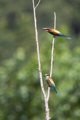 two bee-eaters on the dry tree , one with insert in the mouth
