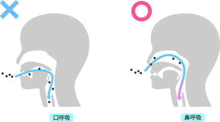 鼻呼吸と口呼吸