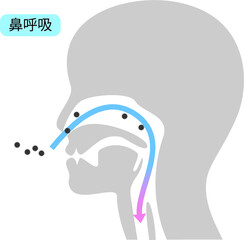 鼻呼吸と口呼吸