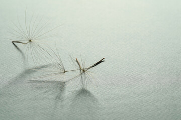 Seeds of dandelion flower on light background, space for text