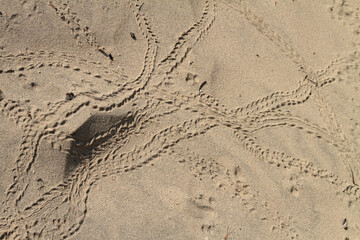 Pistes de coléoptères sur le sable