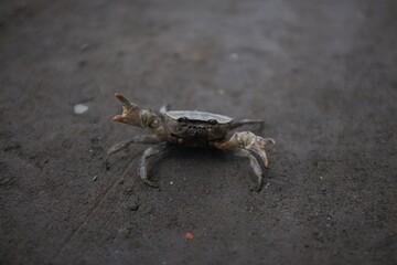 crab on the beach