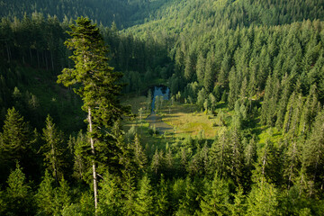 Black Forest National Park