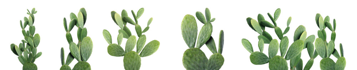 Set with beautiful cactuses on white background. Banner design