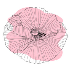 Poppy flower, bud, sketch and imitation watercolor
