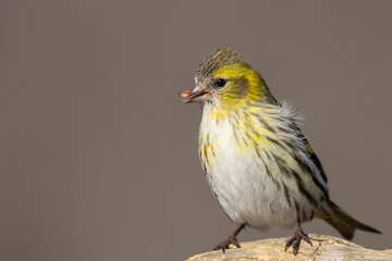 young siskin bird on wooden table with seed in beak with blurred background
