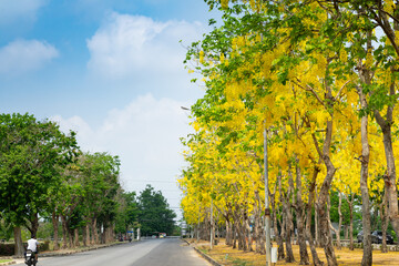 Golden Shower tree with yellow flower blooming look like tunnel with sunlight background at the summer time.