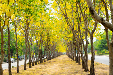 Golden Shower tree with yellow flower blooming look like tunnel with sunlight background at the summer time.