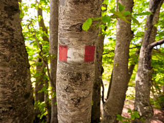 Signage painted in white and red on a tree, for hiking in the woods in the mountains.