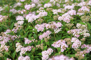 Garden view of bushes with purple blooming small flowers.