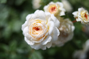 Bright white blooming rose flowers.