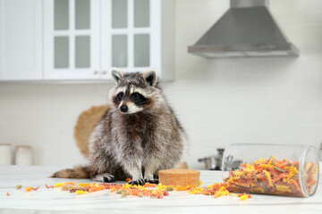 Cute mischievous raccoon playing with uncooked pasta on kitchen table © New Africa