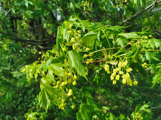 Maple flowers and young emerald leaves on a sunny spring day in the park on Elagin Island in St. Petersburg.
