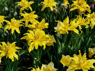 Yellow needle-shaped multi-petalled tulips. The festival of tulips on Elagin Island in St. Petersburg.