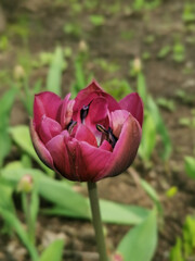Burgundy terry peony-shaped tulip. Top view. The festival of tulips on Elagin Island in St. Petersburg