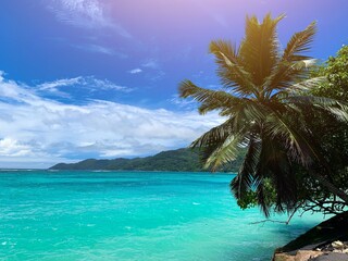 Palmenstrand auf den Seychellen