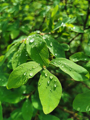 Drops of water on the green leaves of a shrub, shining in the sun, in the park on Elagin Island of St. Petersburg.
