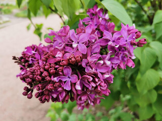 A branch of lilac with lilac-colored flowers, some of which are in buds.