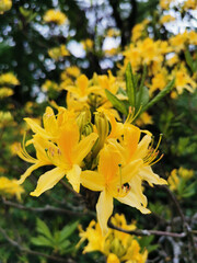 Flowers and buds of yellow rhododendron in the botanical garden of St. Petersburg.