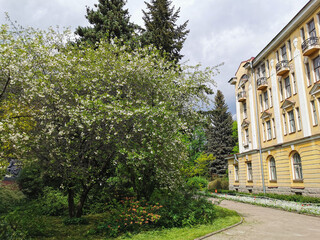 Terry cherry (lat. Cerasus vulgaris Mill. f. plena (L.) Sok) with white flowers next to the building against a cloudy sky.